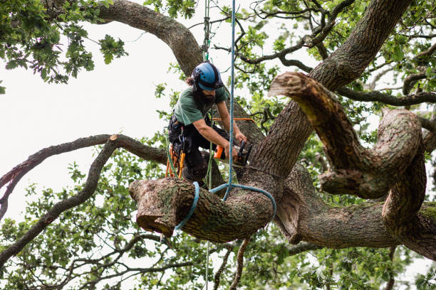 How Our Tree Care Process Works  in  Baileys Crossroads, VA